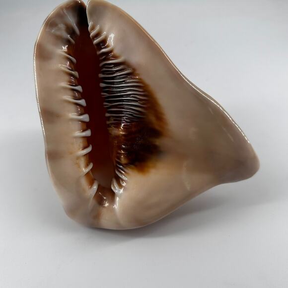 Vintage Striped Cassis Tuberosa - King Helmet Sea Snail Shell - Picture 3 of 10